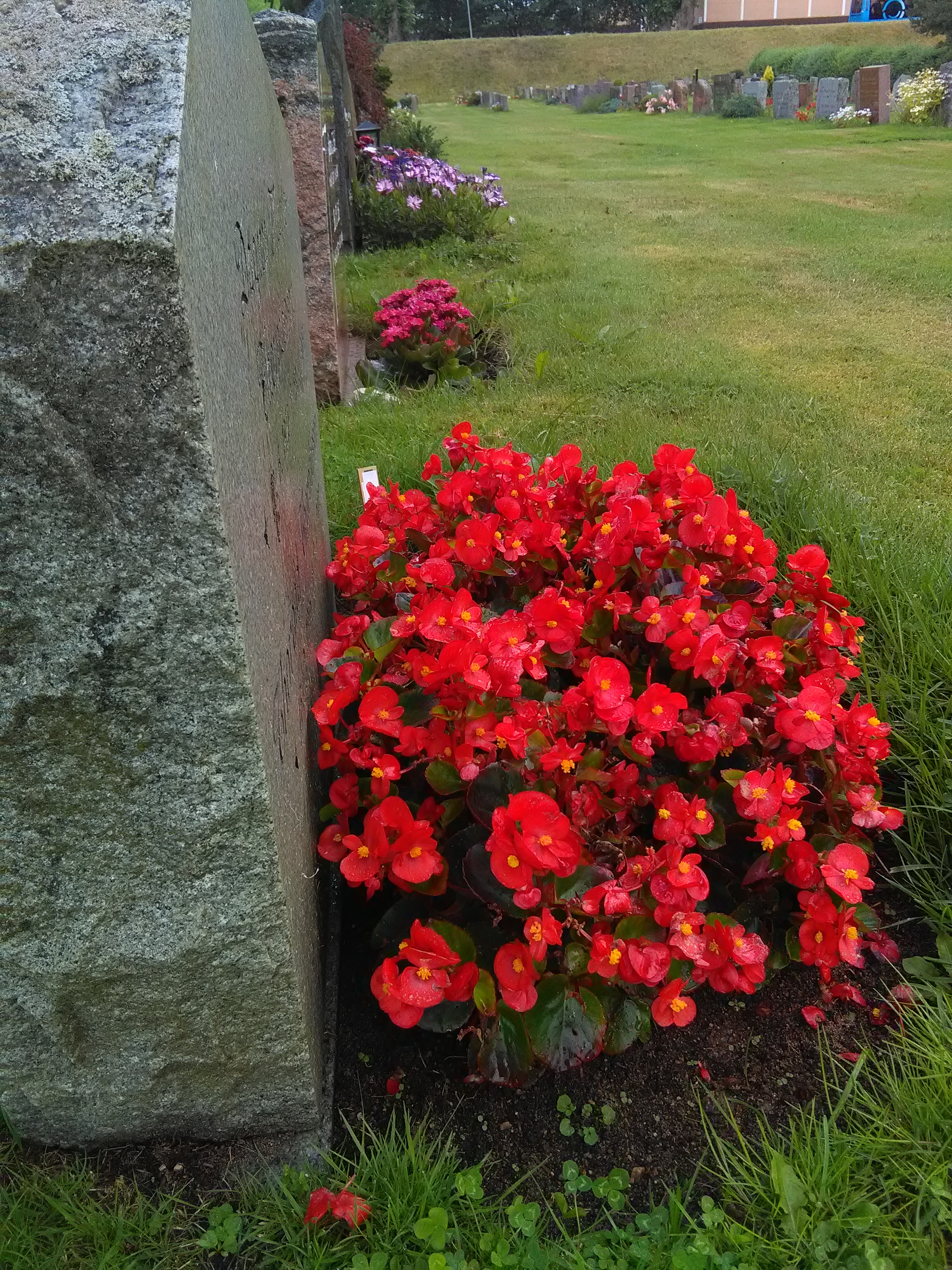 Gravstein med isbegonia