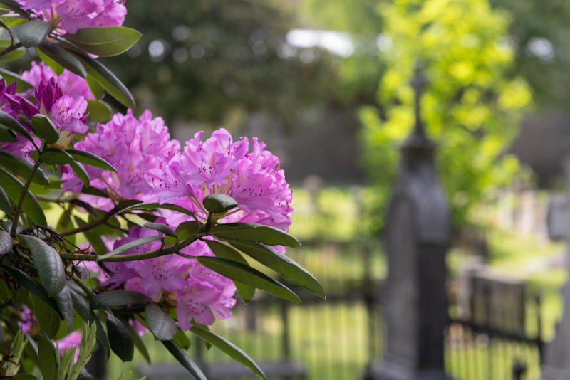 Et nærbilde av lys lilla rododendronblomster i forgrunnen, med en uskarp gravplass i bakgrunnen som gir en rolig og reflektiv atmosfære. Foto.